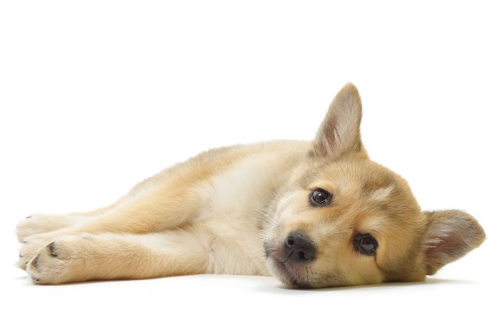 Erliquiose, doença transmitida aos cães por carrapatos, prejudica a saúde a longo prazo e exige atenção mesmo após o tratamento, alerta veterinária.