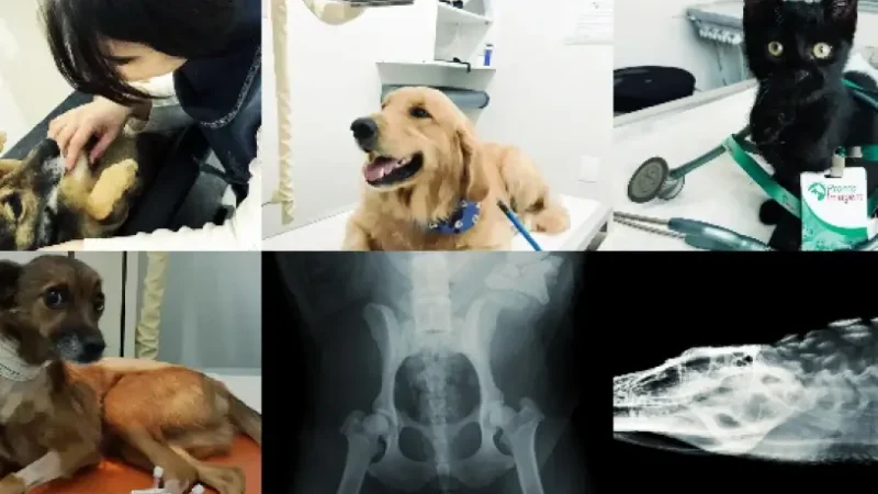 Dona de empresa de sucesso em radiologia veterinária móvel dá a dica: “acredite nas suas ideias”.