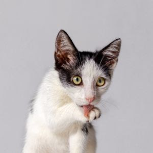 Esporotricose felina: Como prevenir?