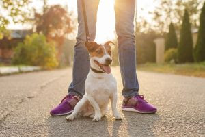 Hora do passeio: Quais cuidados são essenciais para a saúde e bem-estar do pet?