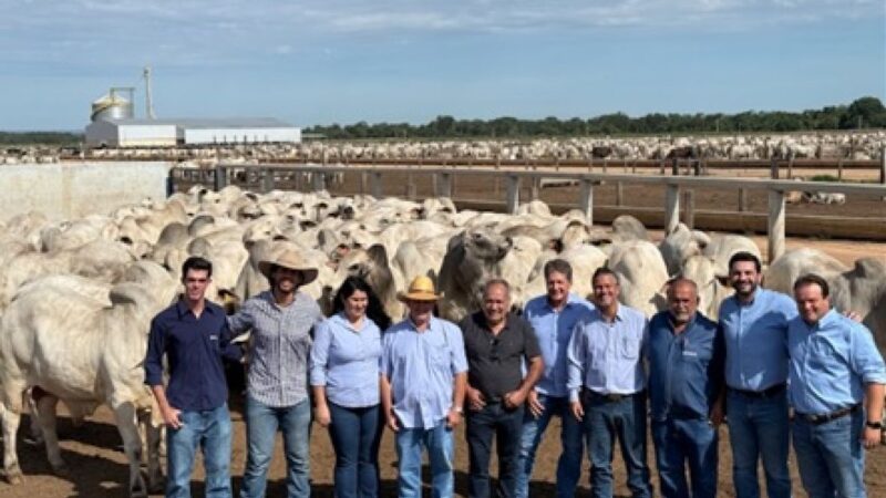 Genética de resultados: como o PMGZ Carne verticaliza a cadeia produtiva e comprova com exatidão a superioridade de touros zebuínos melhoradores.