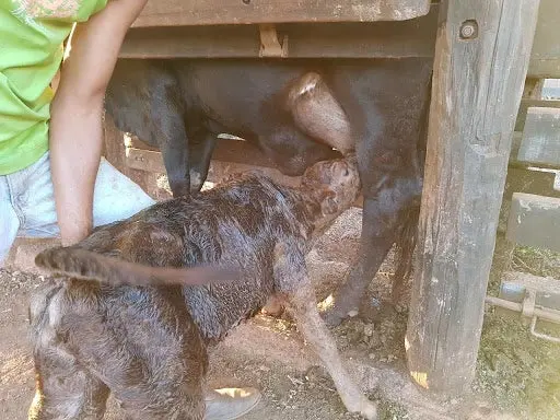 Cuidado! Bezerros recém-nascidos.