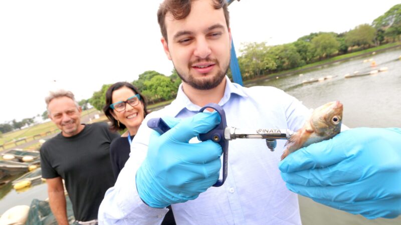 Egresso do Mestrado em Saúde Animal, Produção e Ambiente da Unimar cria vacina para tilápias e conquista o mercado internacional.