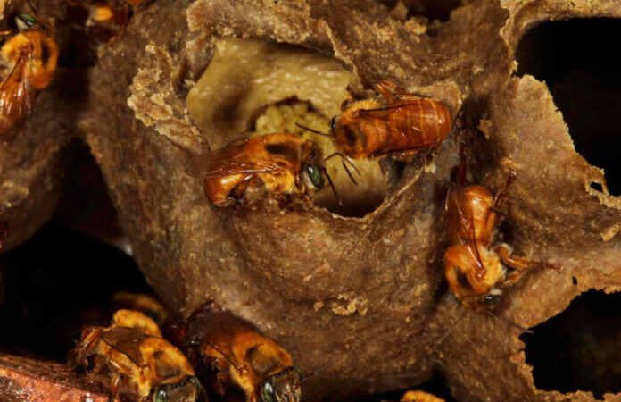 Abelhas-sem-ferrão buscam flores nas matas, mesmo distantes, revela estudo.