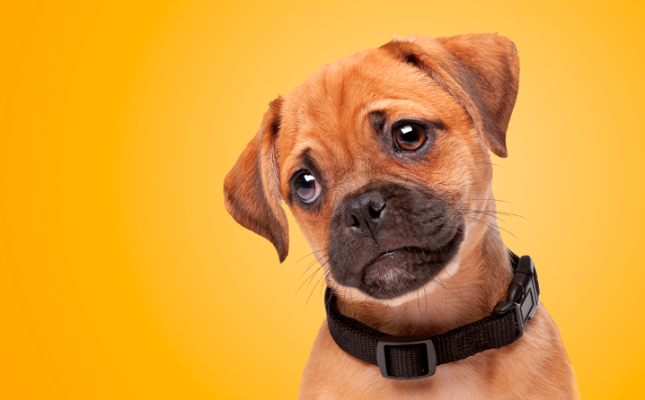 Abril Laranja: mês da prevenção contra a crueldade animal.