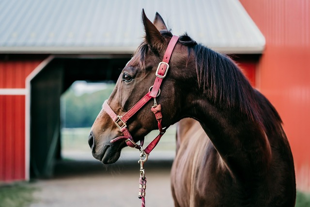 O CAVALO CERTO PARA O INICIANTE.