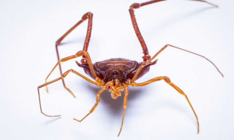 Parece aranha, mas não é: conheça o opilião, aracnídeo sem veneno que solta odor forte para se defender.