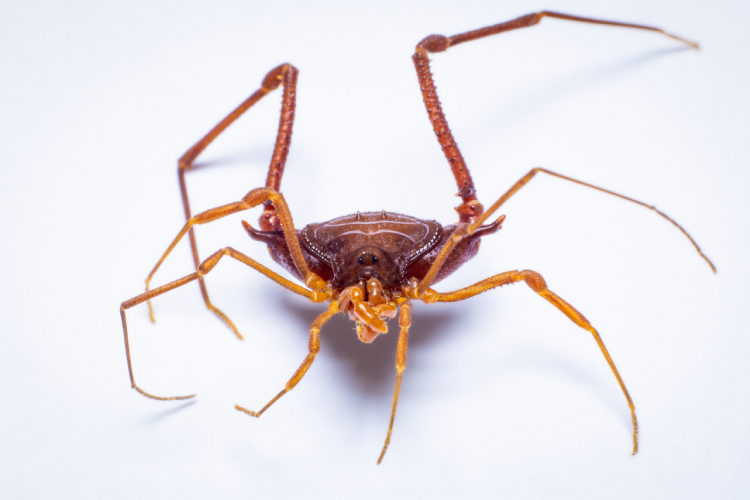 Parece aranha, mas não é: conheça o opilião, aracnídeo sem veneno que solta odor forte para se defender.