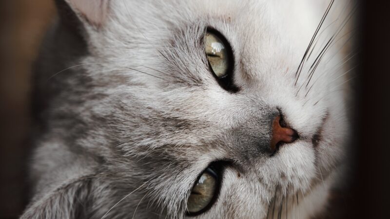 Escolhendo o Gato Ideal para o seu Apartamento.