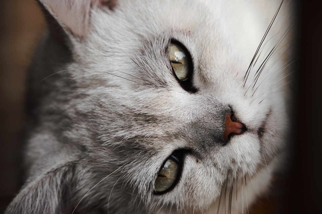 Escolhendo o Gato Ideal para o seu Apartamento.