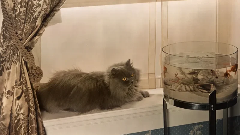Os cachorros comem quase tudo, já os gatos não: a genética explica os hábitos dos pets.