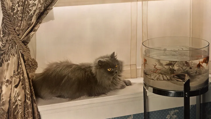 Os cachorros comem quase tudo, já os gatos não: a genética explica os hábitos dos pets.