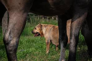 Mais que companheiros: cães desempenham papel fundamental nas tarefas em fazendas e haras .