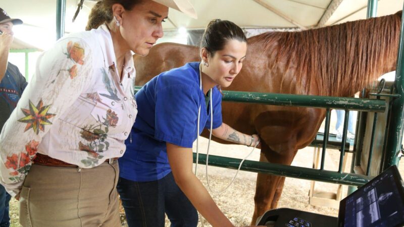 Projeto busca padronizar exames cardíacos em cavalos da raça Quarto de Milha.