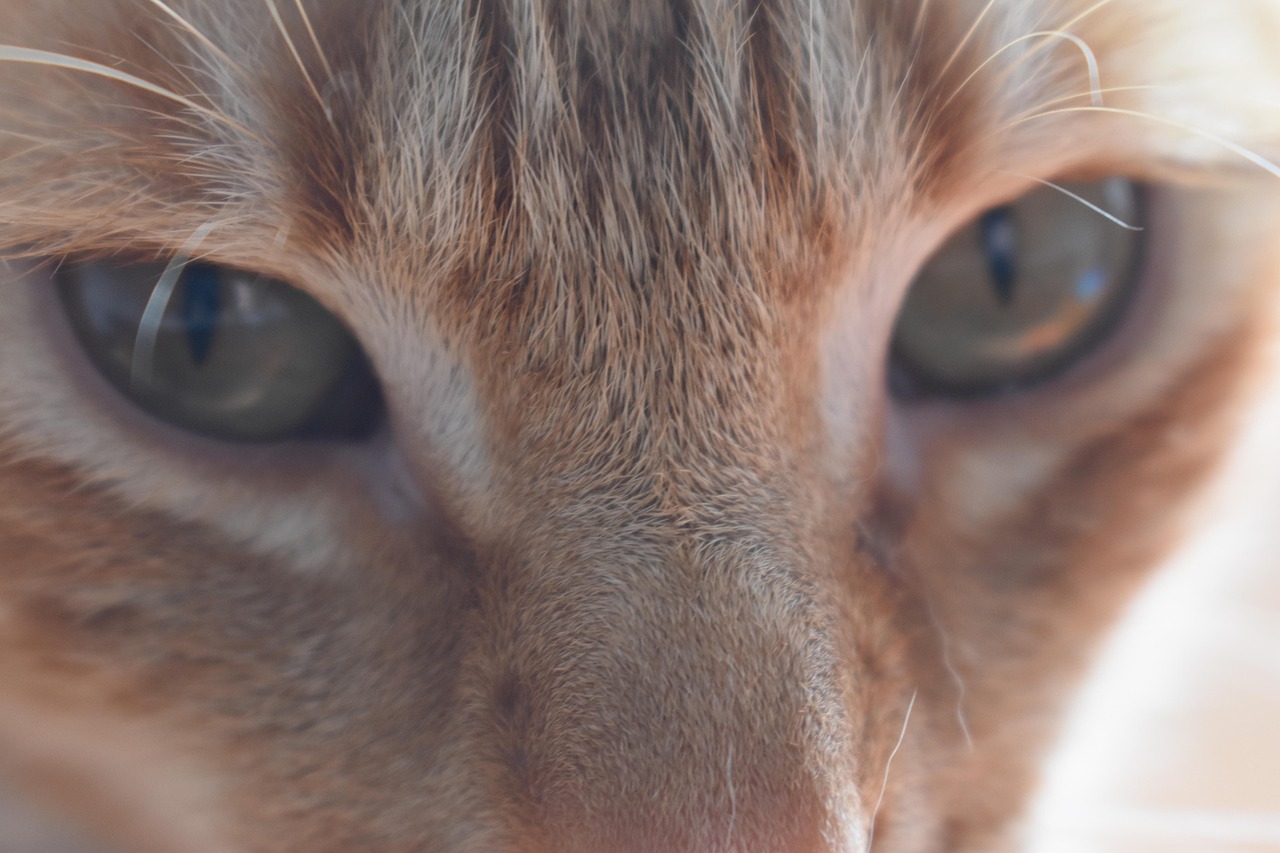Escolhendo o Gato Ideal para o seu Apartamento.