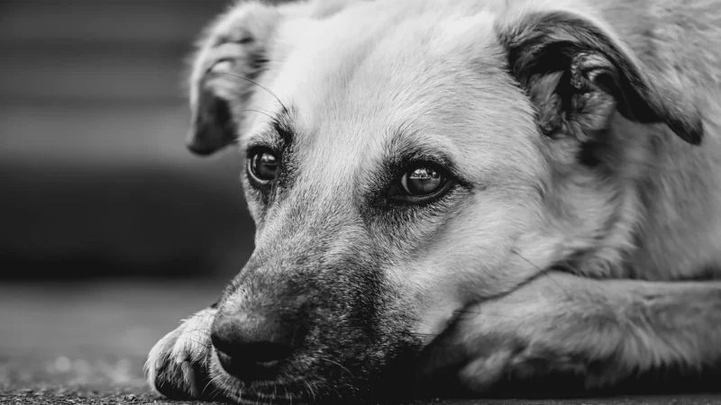 A partida dos animais traz um convite bem desafiador para os seres humanos, que é APRENDER A AMAR NA AUSÊNCIA.