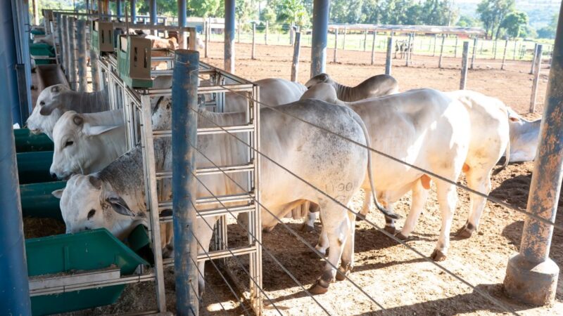 PNAT avança para nova etapa com avaliação de consumo e ganho de peso dos touros.