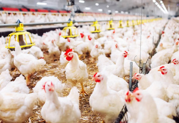 GRIPE AVIÁRIA: o consumo de CARNE DE FRANGO e OVOS é SEGURO?