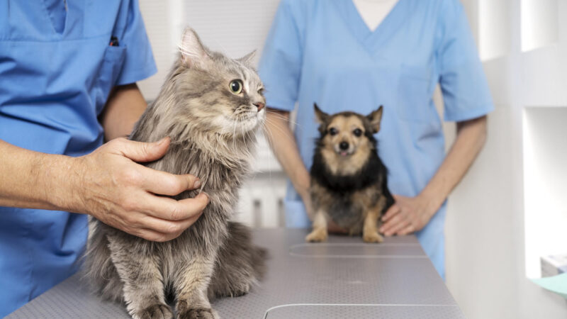 Alerta aos tutores. Ingestão de alimentos contaminados podem provocar problemas gástricos em pets.