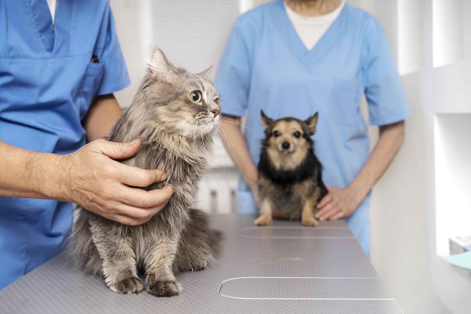 Alerta aos tutores. Ingestão de alimentos contaminados podem provocar problemas gástricos em pets.