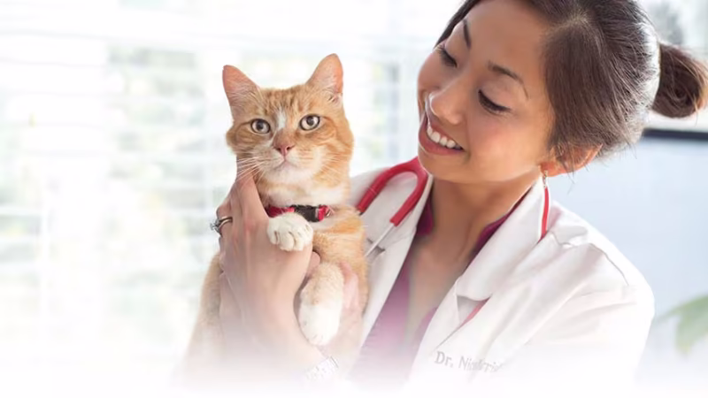 Dicas para levar seu gato ao veterinário.