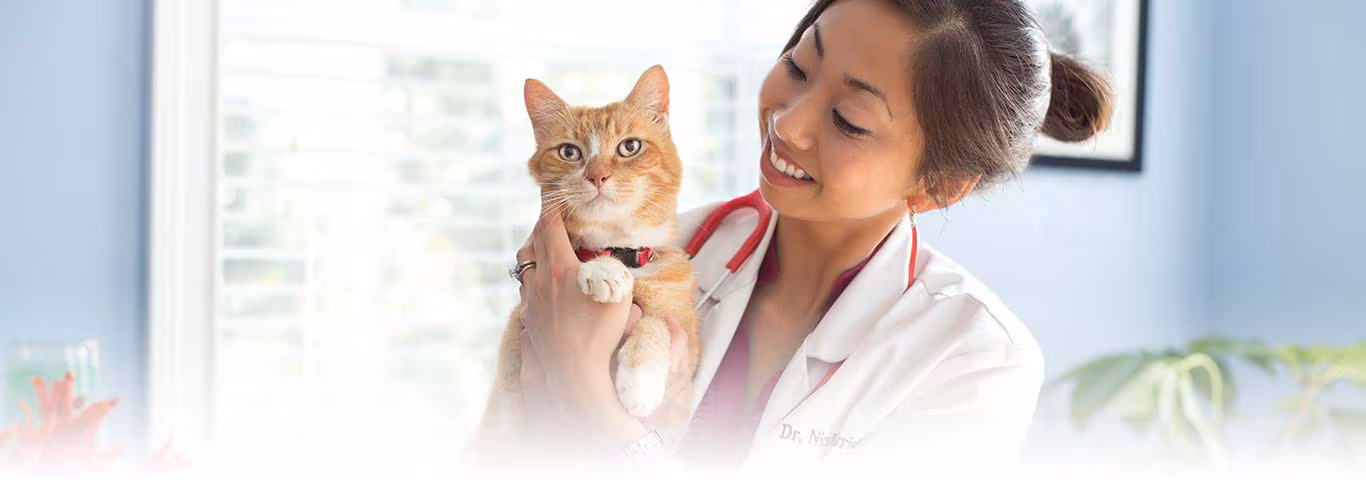 Dicas para levar seu gato ao veterinário.