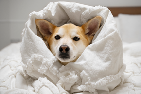 No inverno, cães e gatos sofrem mais com problemas nas articulações. Nutrição pode ajudar nesse desafio.