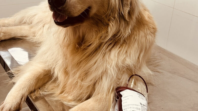 Junho Vermelho: cães e gatos também salvam vidas por meio da doação de sangue.