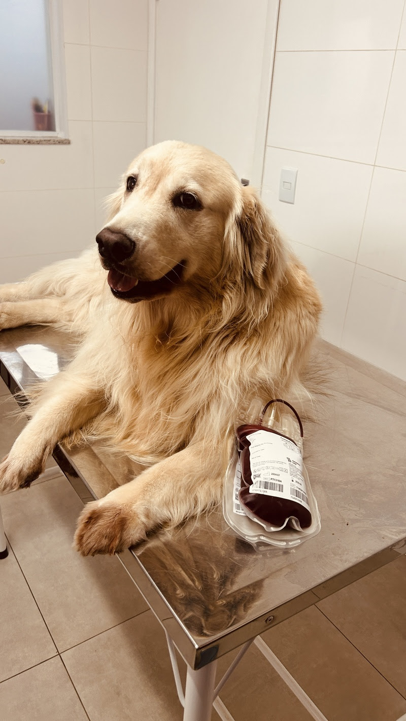 Junho Vermelho: cães e gatos também salvam vidas por meio da doação de sangue.