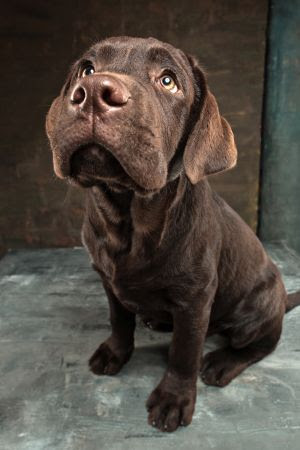 Como identificar sinais de estresse em cães?