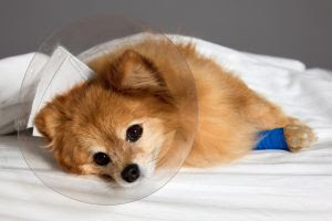 Como a nutrição ajuda os pets após uma cirurgia?