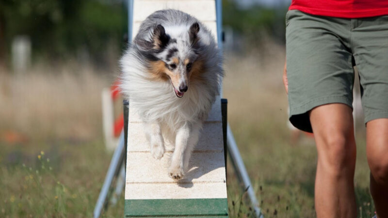 ROYAL CANIN® divulga pesquisa inédita realizada no Brasil sobre obesidade em pets.