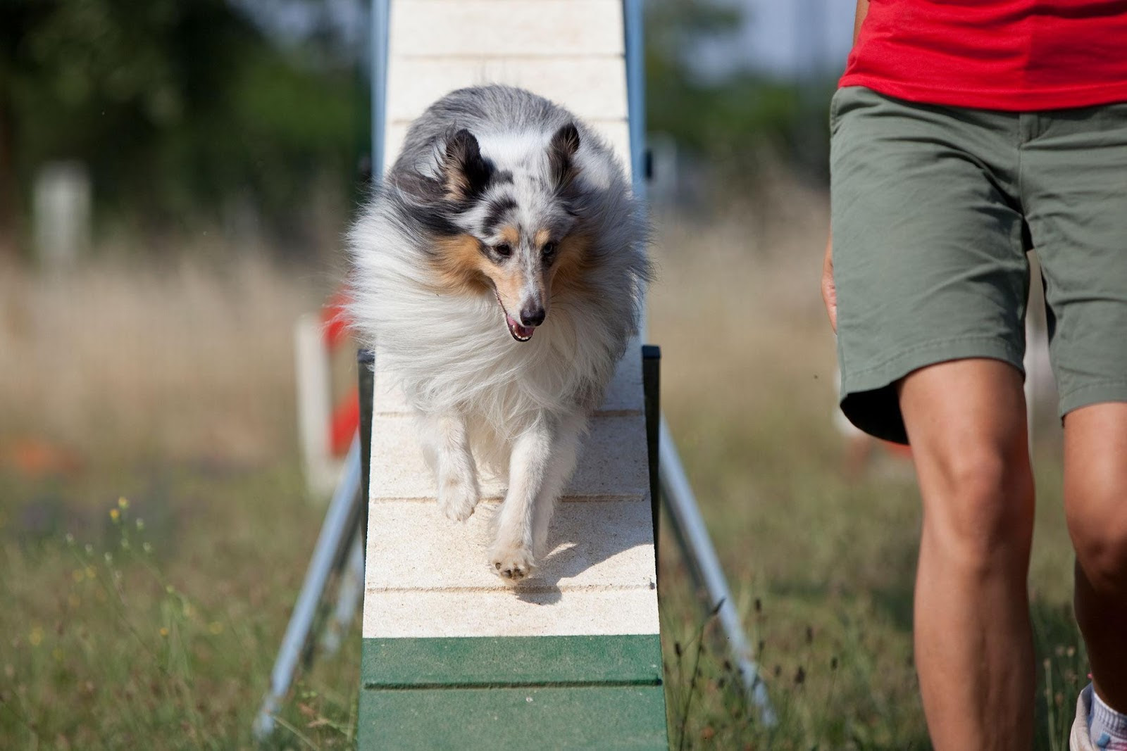 ROYAL CANIN® divulga pesquisa inédita realizada no Brasil sobre obesidade em pets.