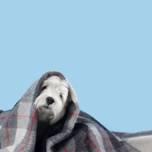 Articulações dos pets: Atenção precisa ser redobrada no Inverno.