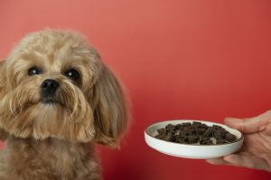 Petiscos Diários: Fazem bem ou mal para os pets?