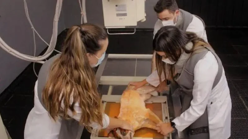 Medicina Veterinária da Unimar: 38 anos de tradição, excelência e compromisso com a formação humanizada.