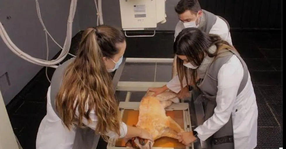 Medicina Veterinária da Unimar: 38 anos de tradição, excelência e compromisso com a formação humanizada.