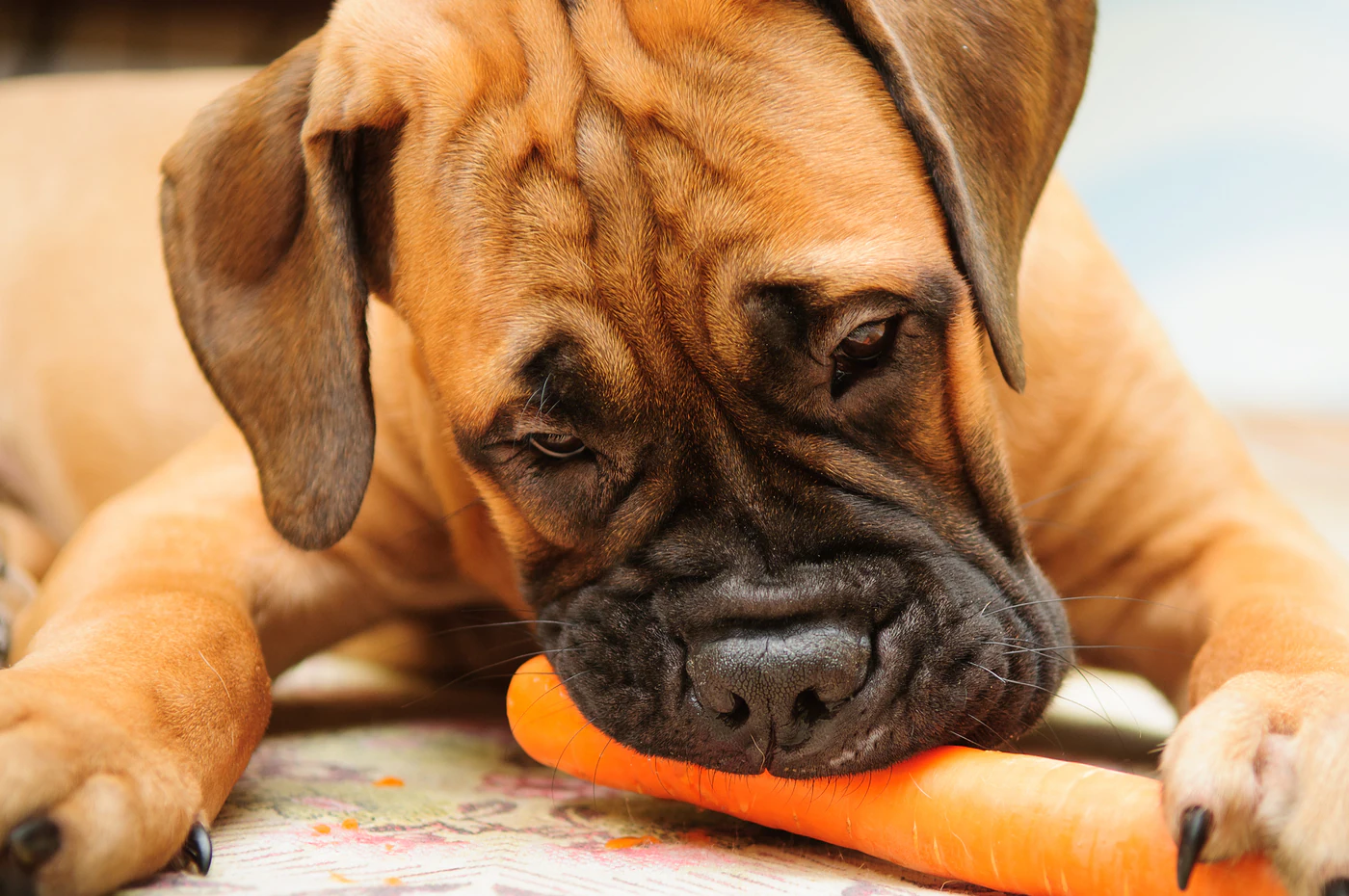 Os Cães Podem Ser Veganos?