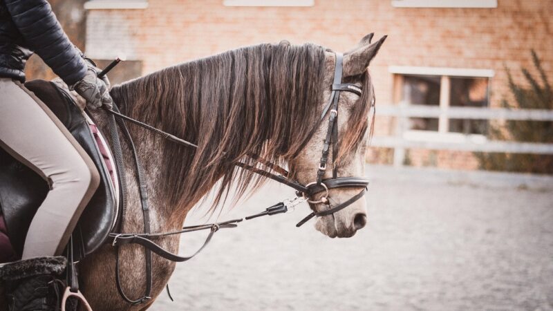 Cair do cavalo te deixou com medo? Você não está sozinho.