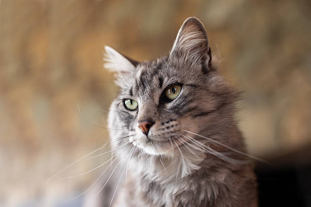 Ansiedade do gato: entendendo seu gato estressado.