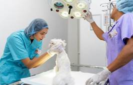 Sempre tenso e preocupante, pós-operatório de pets tem tutor como peça-chave para rápida recuperação.