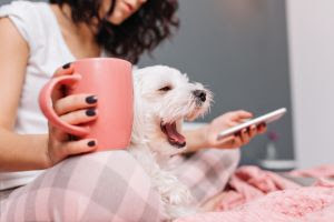 Como voltar à rotina do pet após as férias?