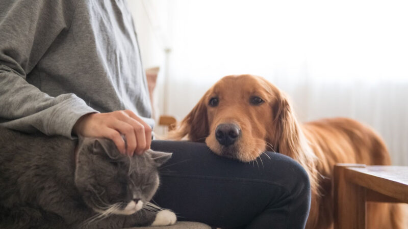 Dicas para proporcionar mais qualidade de vida aos pets.