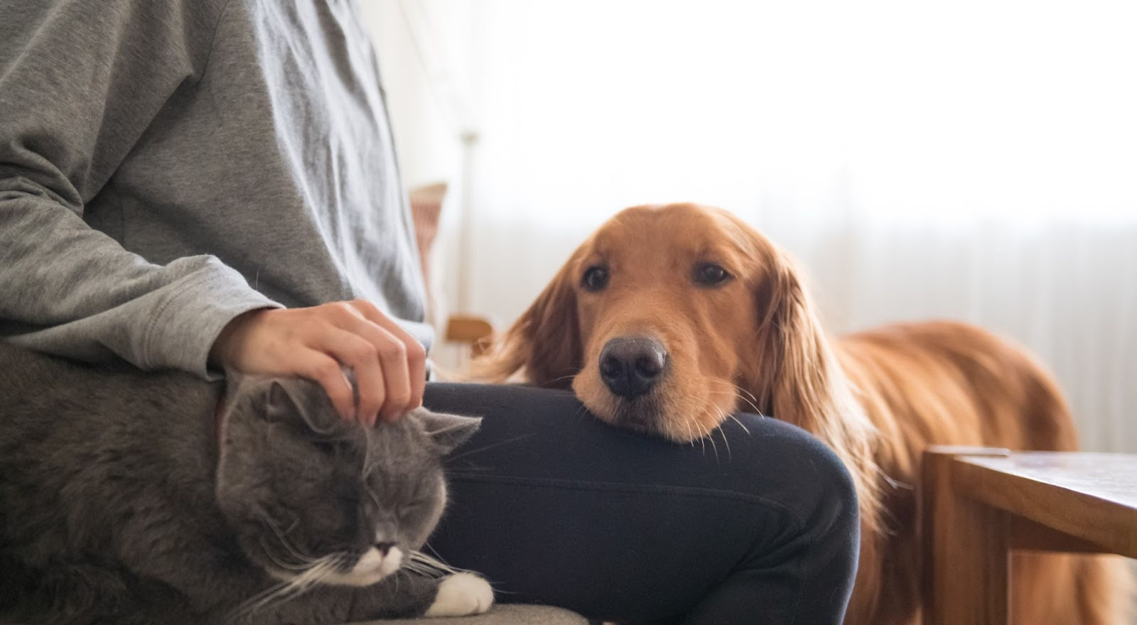 Dicas para proporcionar mais qualidade de vida aos pets.