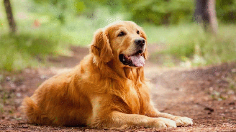 Saúde dos pets: campanha Agosto Verde alerta para a conscientização e prevenção da leishmaniose.