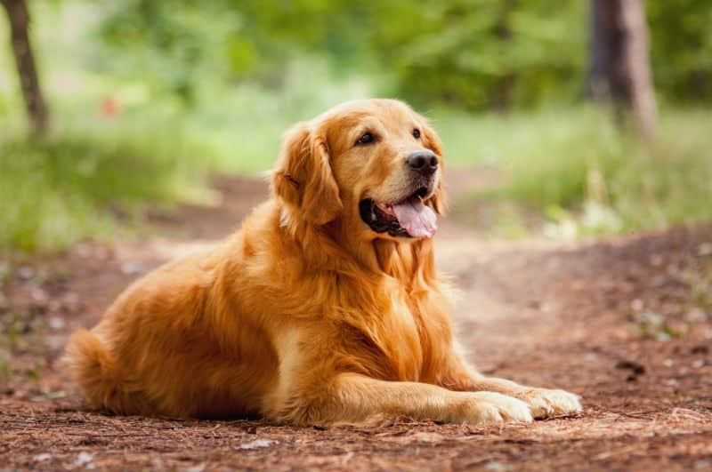 Saúde dos pets: campanha Agosto Verde alerta para a conscientização e prevenção da leishmaniose.