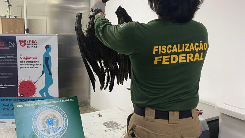 Ratos empalados e abutres na bagagem: auditores fiscais federais agropecuários interceptam carga ilegal em Guarulhos.