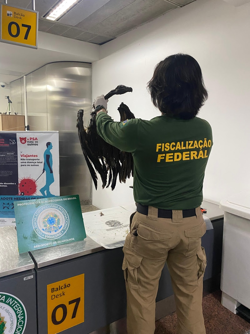 Ratos empalados e abutres na bagagem: auditores fiscais federais agropecuários interceptam carga ilegal em Guarulhos.