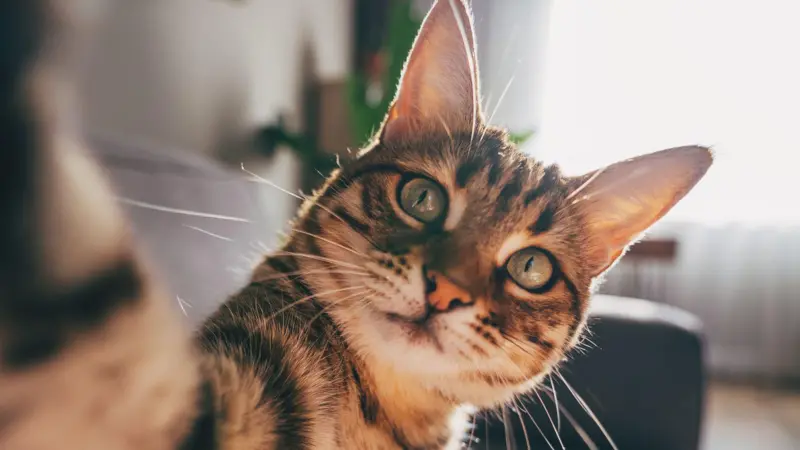 Como gatos com demência podem ajudar a encontrar novos tratamentos para o Alzheimer.
