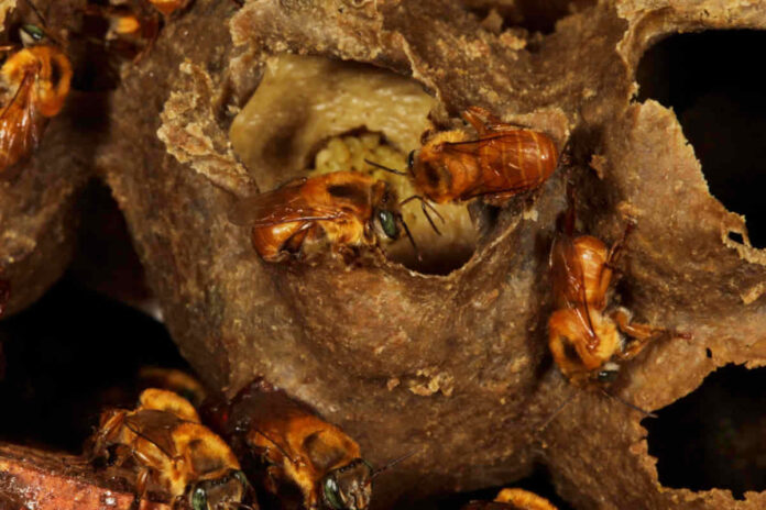 Abelhas-sem-ferrão buscam flores nas matas, mesmo distantes, revela estudo.
